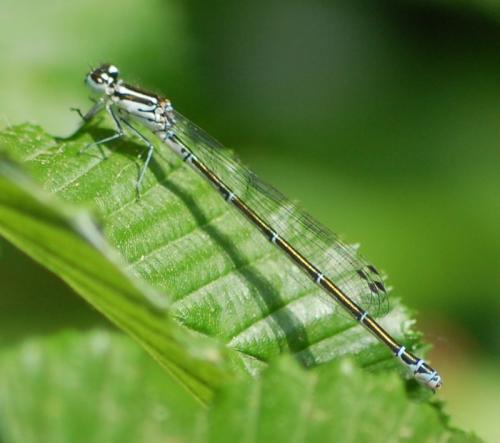 Coenagrion sp.