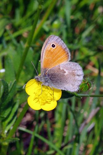 Réf. 68 542 : Coenonympha pamphilus