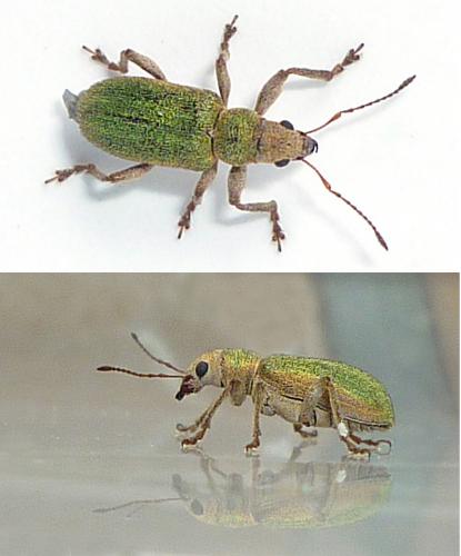 Réf. 68 404 : Pachyrhinus lethierryi