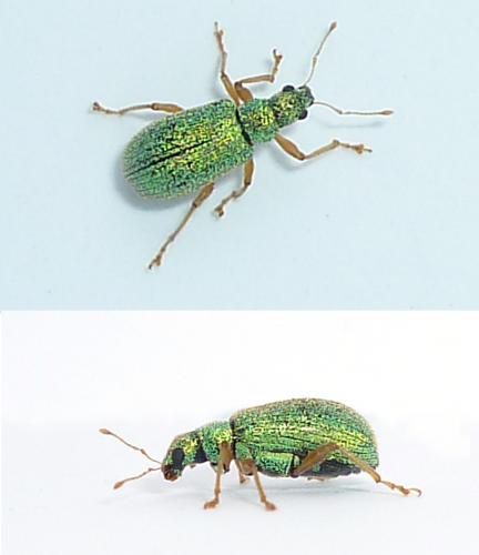Réf. 68 405 : Polydrusus pterygomalis