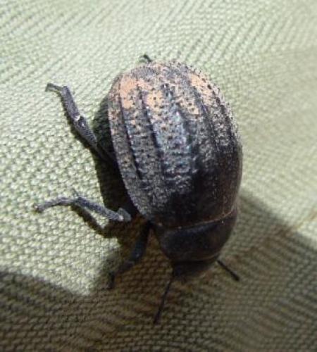 Pimelia sp.