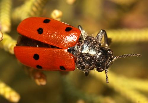 Lachnaia cylindrica
