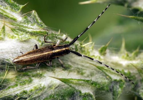 Réf. 68 963 : Agapanthia suturalis