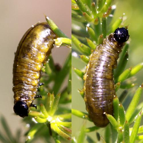 Réf. 68 964 : Crioceris sp.