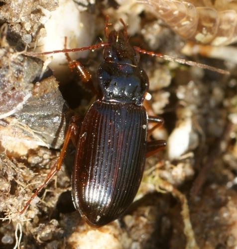 Nebria brevicollis