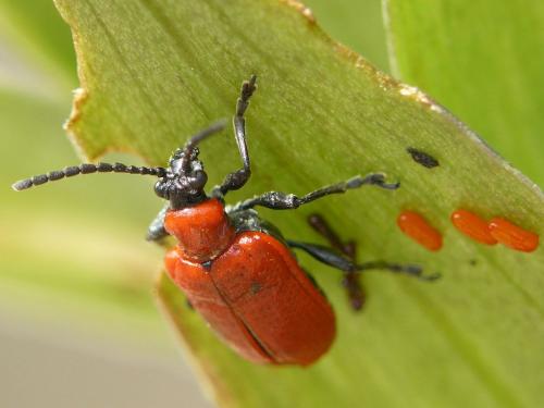 Réf. 68 488 : Lilioceris lilii