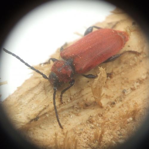 Pyrrhidium sanguineum
