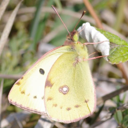 Colias sp.