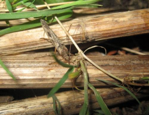 Glyphotaelius pellucidus