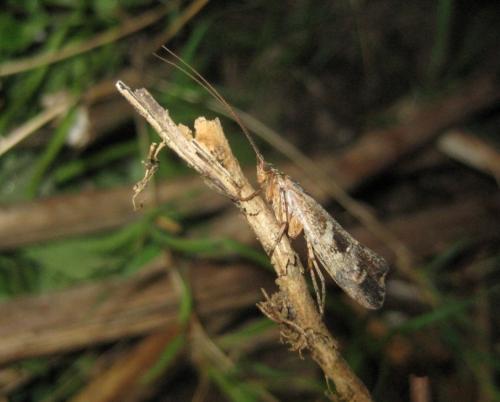 Glyphotaelius pellucidus