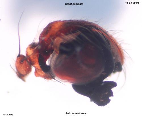 Gibbaranea bituberculata