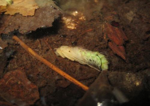 Glyphotaelius pellucidus