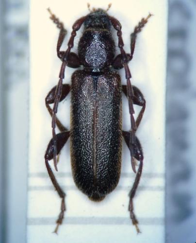 Poecilium glabratum