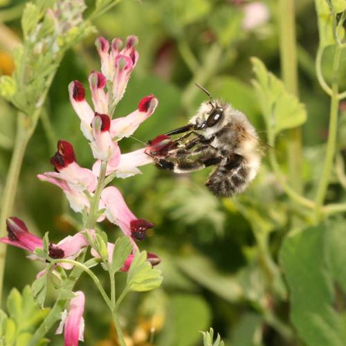 Anthophora plumipes