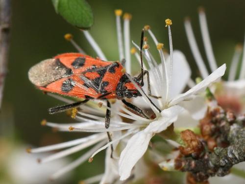 Corizus hyoscyami hyoscyami
