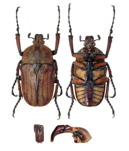 Cosmiomorpha baryi