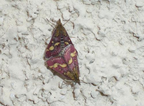 Réf. 68 602 : Pyrausta purpuralis
