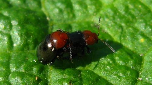 Podagrica fuscipes