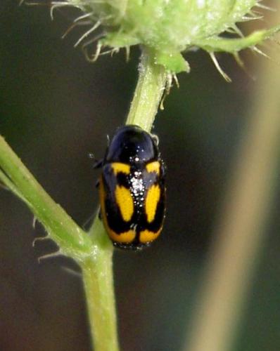 Cryptocephalus vittatus