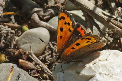 Réf. 68 544 : Lycaena phlaeas