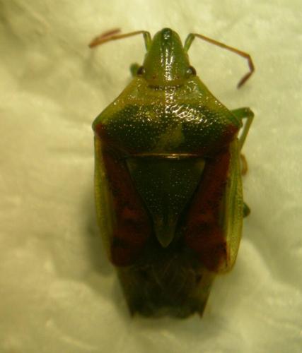 Cyphostethus tristriatus