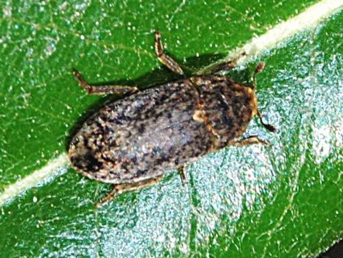 Réf. 68 169 : Dermestes undulatus