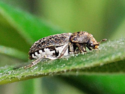 Réf. 68 170 : Dermestes undulatus
