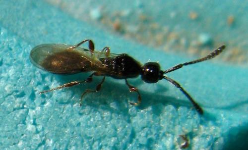 Réf. 68 122 : Spilomicrus sp.