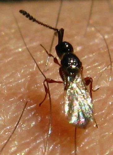 Réf. 68 121 : Spilomicrus sp.