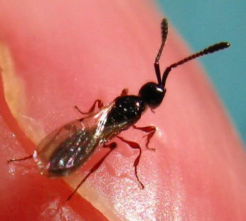 Réf. 68 120 : Spilomicrus sp.