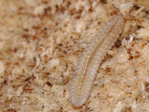 Réf. 68 318 : Hirudisoma pallidum