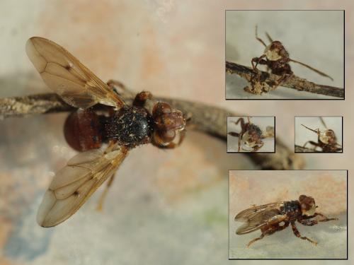 Myopa sp.