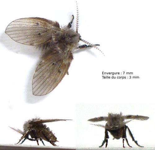 Réf. 68 779 : Clogmia albipunctata
