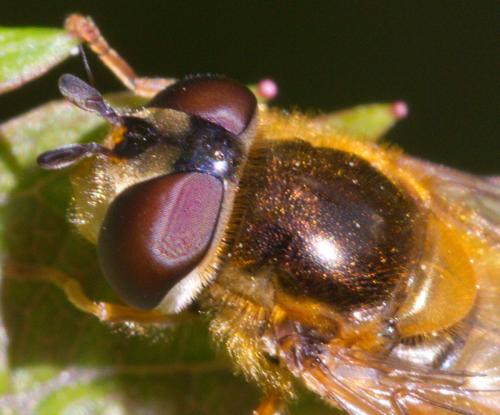 Epistrophe eligans