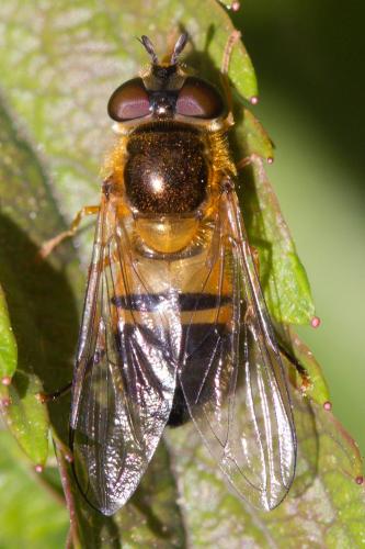 Réf. 68 254 : Epistrophe eligans