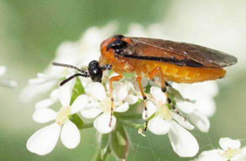 Réf. 68 775 : Athalia rosae