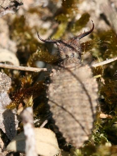 Distoleon tetragrammicus