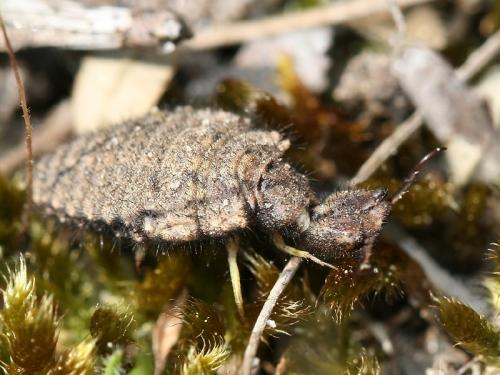 Distoleon tetragrammicus