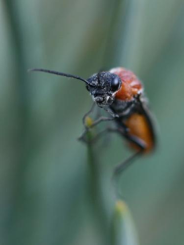 Dolerus sp.
