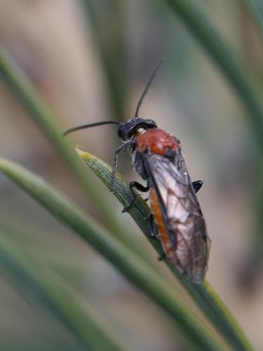 Dolerus sp.
