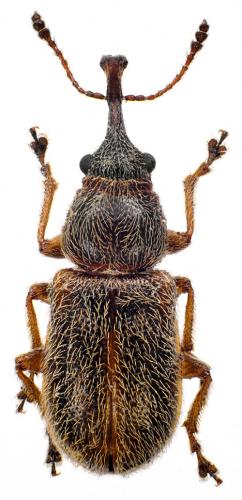 Réf. 68 279 : Doydirhynchus austriacus