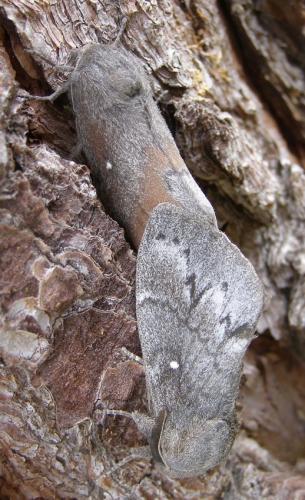 Réf. 68 975 : Dendrolimus pini