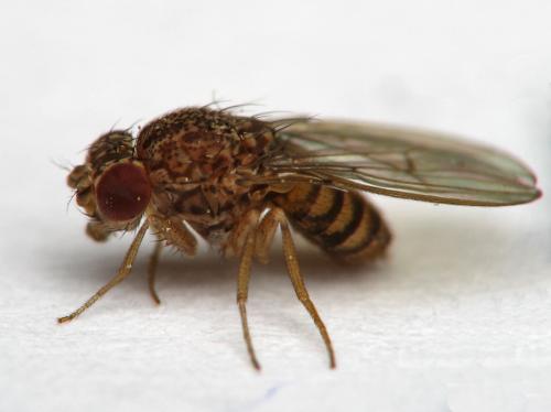 Drosophila repleta