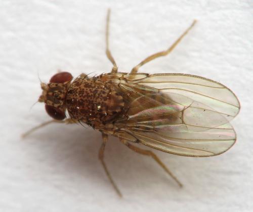 Drosophila repleta