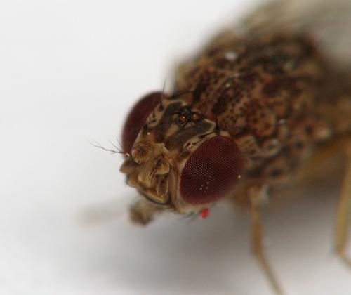 Drosophila repleta