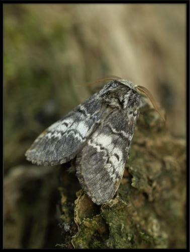Drymonia ruficornis