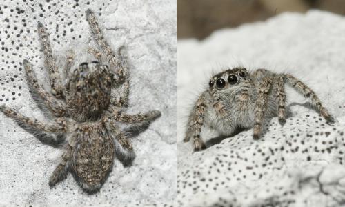 Philaeus chrysops