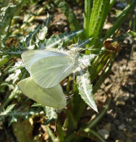 Réf. 68 431 : Pieris rapae