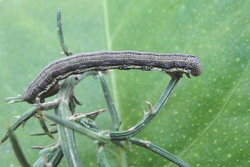 Isturgia miniosaria