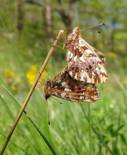 Réf. 68 597 : Boloria dia
